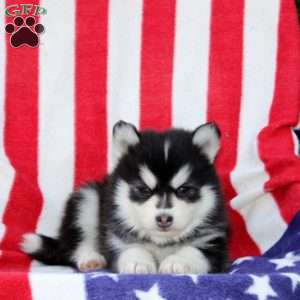 Gunner, Pomsky Puppy